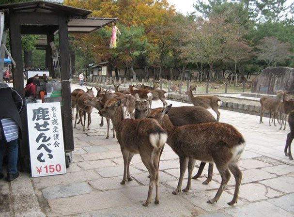 奈良公園エリア